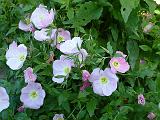 Oenothera rosea 